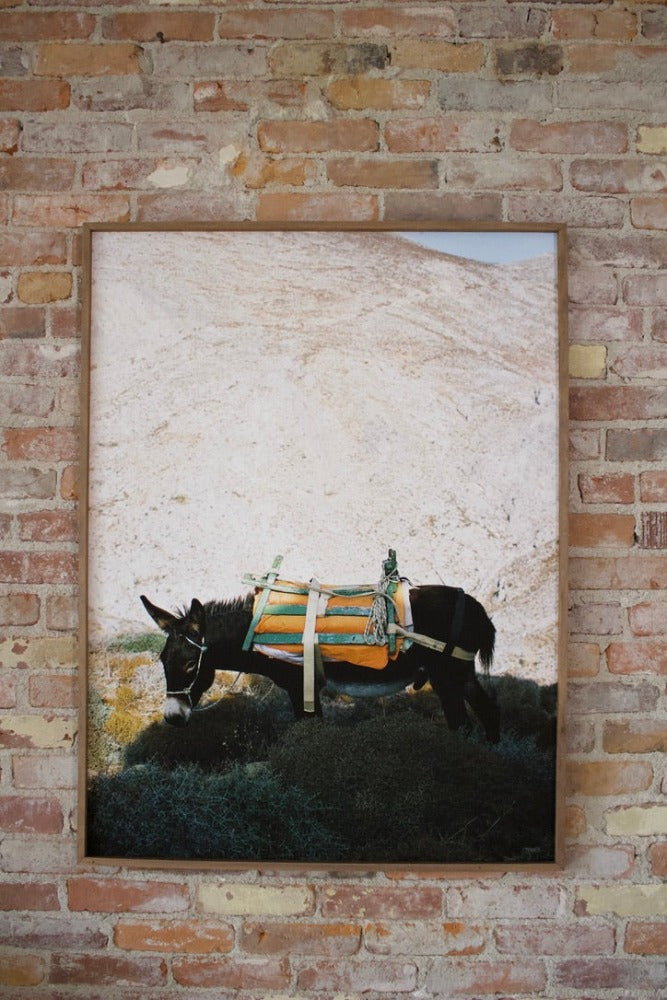 Cara Totman Donkey Print