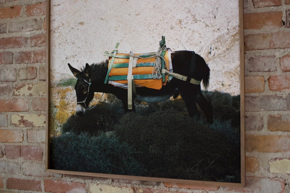 Cara Totman Donkey Print