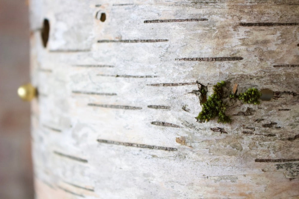 Birch Floor Lamp